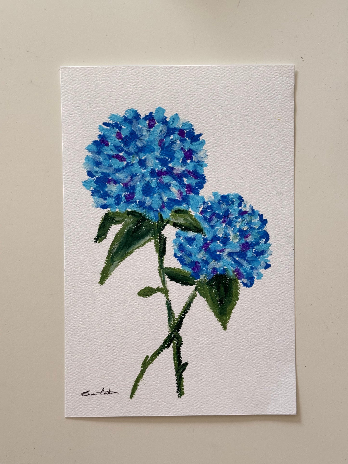 Blue Hydrangeas Oil Pastel Drawing